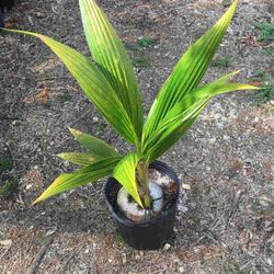 4ft Malayan Hawaiian Dwarf Coconut Seedling Plant 
