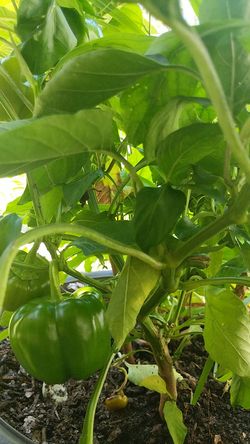 Organic green pepper tree for sale