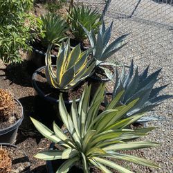 Agave