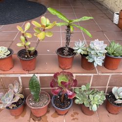 Succulents (Normal Heights)