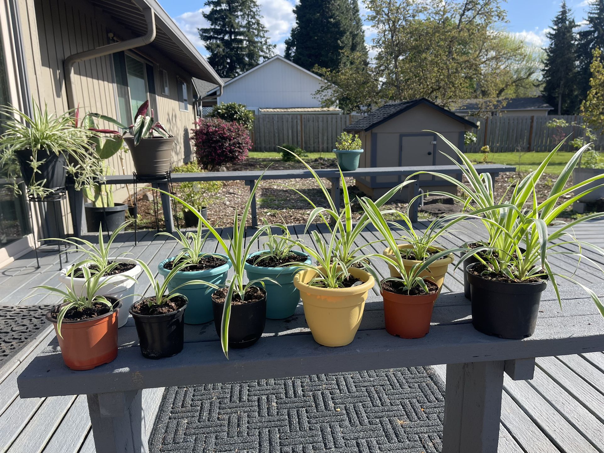 Spider Plants
