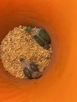 Two three week old Ringneck, Hand feeding. Open for discussion