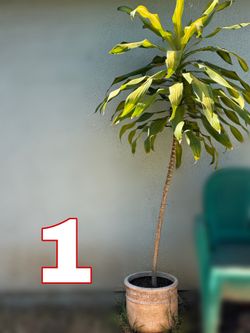 HUGE SALE! All Mature Potted Plants $10 Each