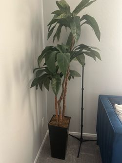 7 Foot Birdnest Palm Tree