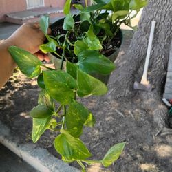Pothos Plant 