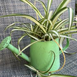 Spider Plant In Watering Can