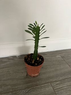 Euphorbia Trignonia (Good Luck Cactus)