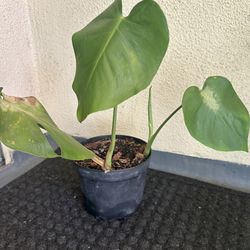 Plant Sale Small Monstera 3.00