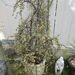 Tall Succulent Plant In Pot