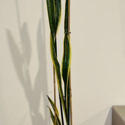 Sansevieria (Snake Plant)