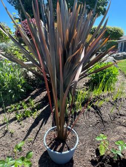 Phormium  Tenax