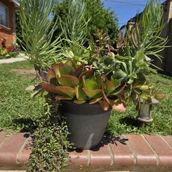 Decoration Suculents Plants Mix