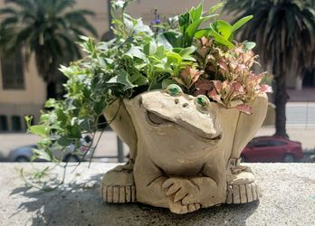 Collection of colorful live plants in an adorable frog planter wearing sneakers