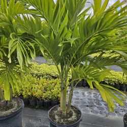 Crhistmas Palms Adonidias Doubles Triples