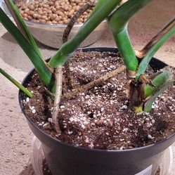 Thia Constalation 2 Plants 