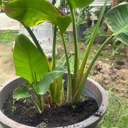 Planta De White Bear $80  Y Si Gustan Se Pueden Llevar La Pura Planta Sin La Maceta Por $60 La Planta