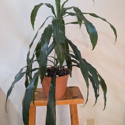 Dracina (Corn Plant)