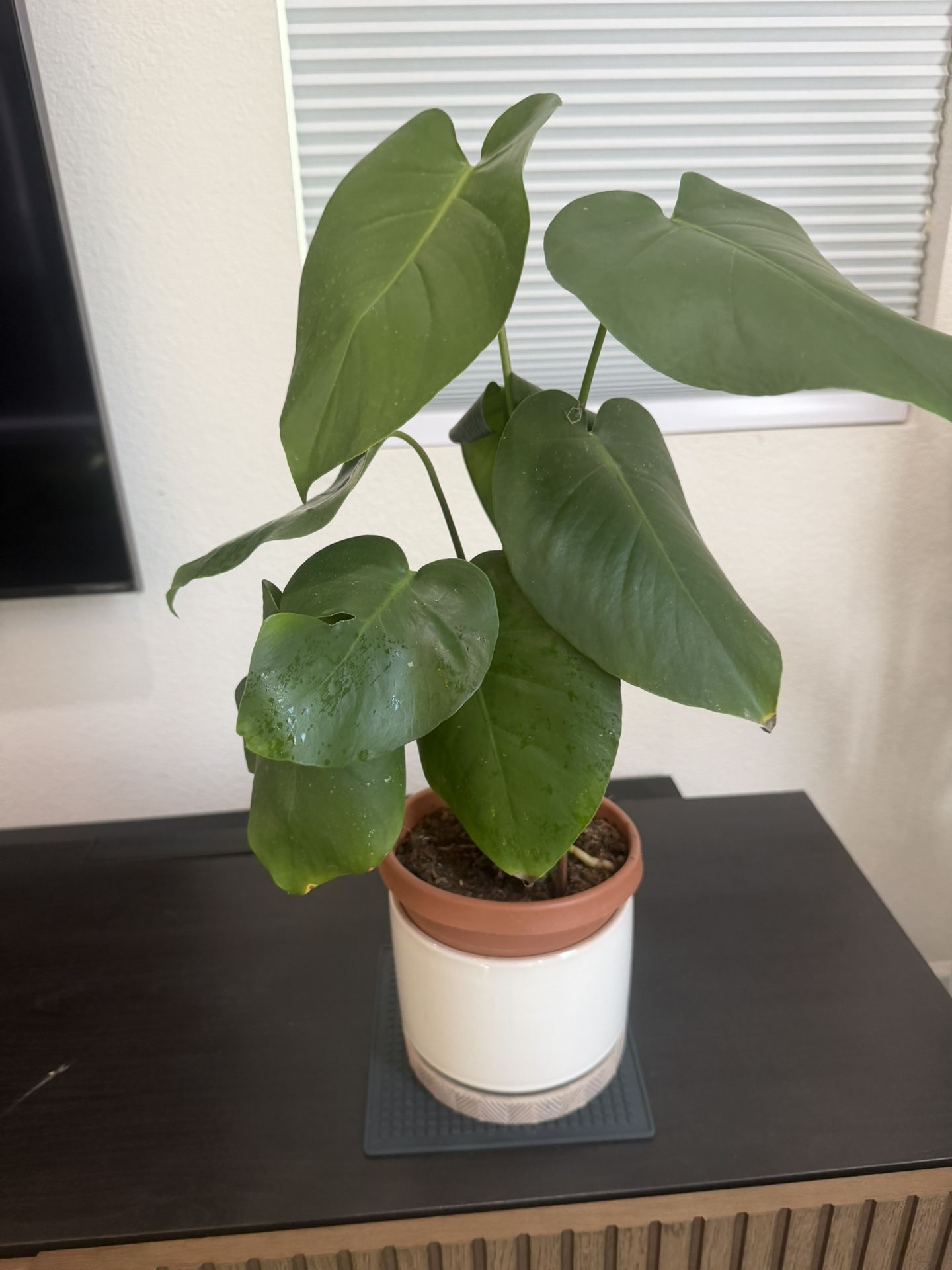 Monstera Plant