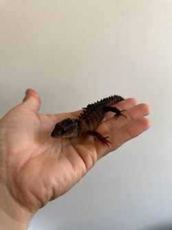 Reptile tank