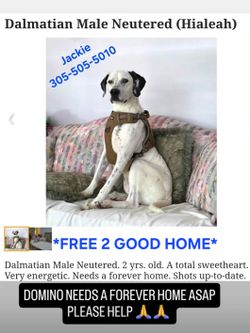 Dalmation Sofa