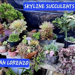 Succulents. Coral Cactus. Plus Many More. San Lorenzo