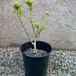Lemon Bean Bush Tree 16”