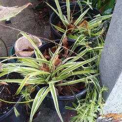 Nice Healthy Spider Plant Ready For Spring