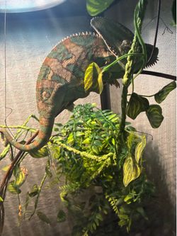 Chameleon for sale