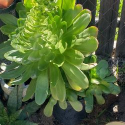Succulents Rueda De La Fortuna $25