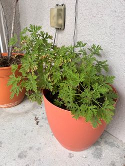 PLANTS for sale