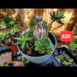 PLANT SALE 
IN  SAN LORENZO  SKYLINE SUCCULENTS 
