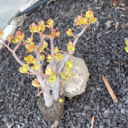 Beautiful Jade Succulent Plant  Apx 12" Tall