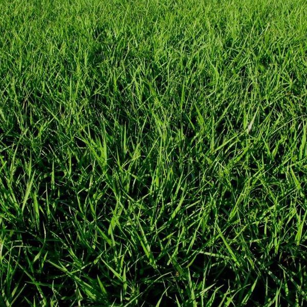 Bahia Sod pallets only for Sale in Orlando, FL OfferUp