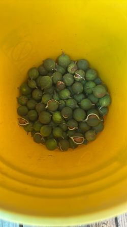Macadamia Nut
