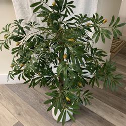 Artificial Olive Plant With White Pot  