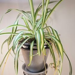 Spider Plant in Terracotta Pot
