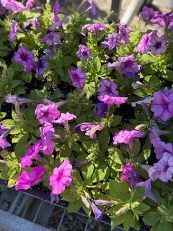 Petunias