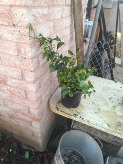 Grape Fruit/Toronja