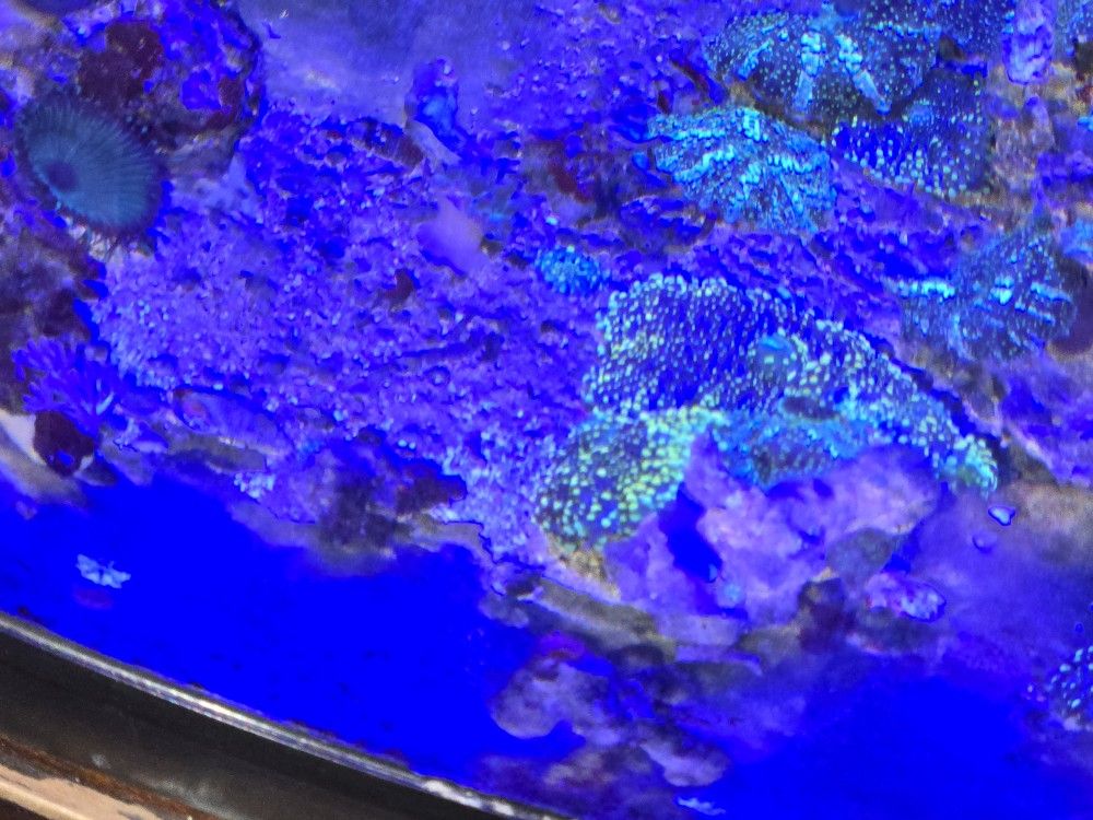Fish Tank