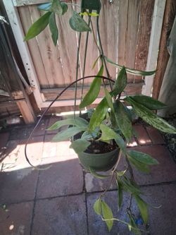 Hoya variegated hanging plant