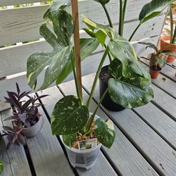 Monstera Thai Constellation plant