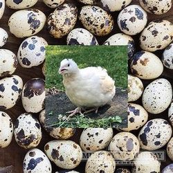 Quail Eggs
