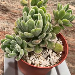 Echeveria Doris Taylor