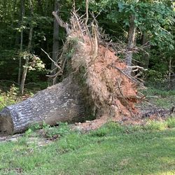Free Oak Logs For Firewood