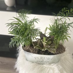 Housplant 3 Plants I’m Silver Pot