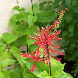 *$1 For Red Firespike Plant Cutting*🔻See Below🔻Hummingbirds Love This Plant -  Fire Spike Nectar