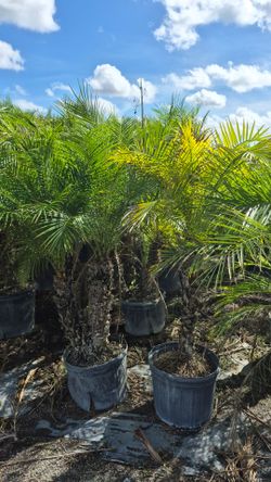 Robollinis Palms 4-5 feet Tall