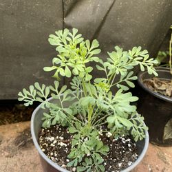 Organic Rue ( Ruda Organica)