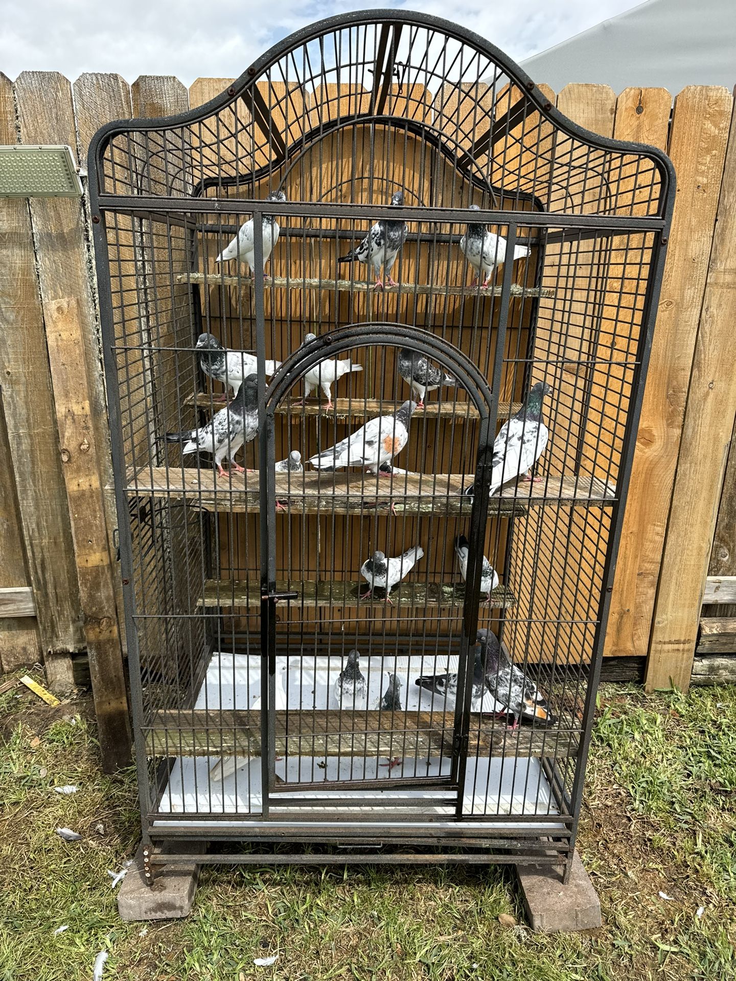 Bird Cage 7 Feet Tall 