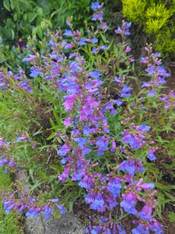 Showy Penstemon